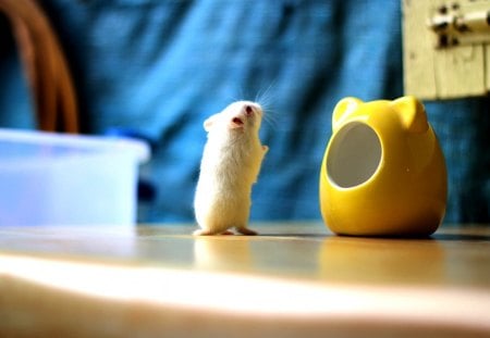 MY DAY HAS BEGUN - mouse, small, animal, cute