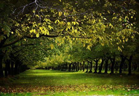 Forest Grove - Forest, Naure, trees, Grove