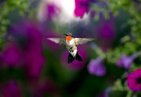 FREEDOM FLIGHT - beautiful, bird, flying, humming