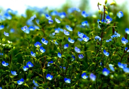 BLUE SPRING - field, flowers, blue, spring