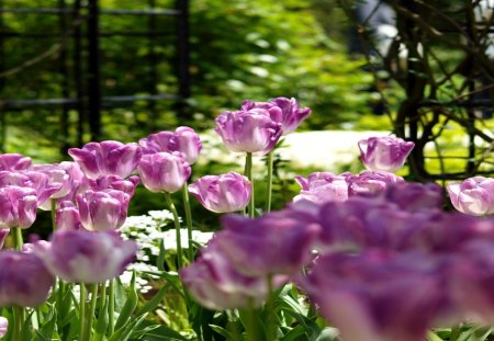 TULIP GARDEN - garden, tulips, field, spring, nature