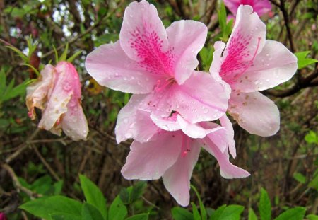 azaleas - azaleas, flower, rain, pink, mountain