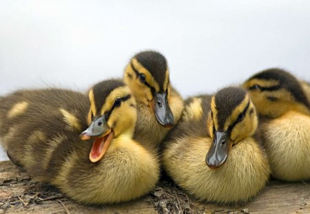 Ducks - animal, water, nature, color, ducks