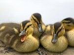 Ducks