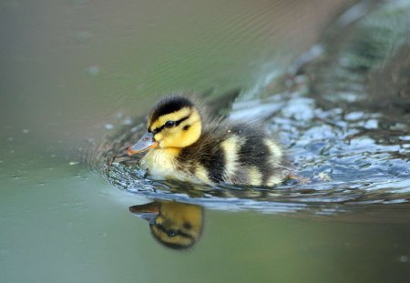 Duck - duck, animal, water, nature, color, ducks