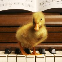 Duck music