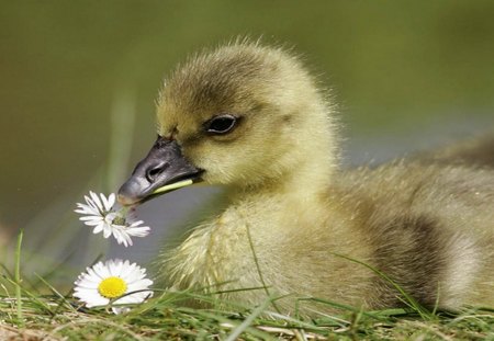 Duck - duck, animal, water, nature, color, flower, ducks