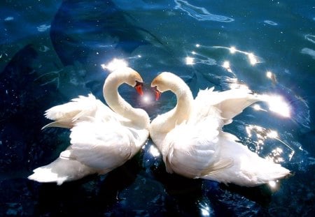 swans in love - white, love, swan, sea