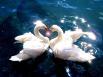 swans in love