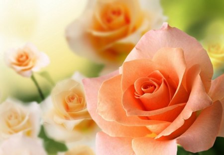 Rose - orange, amazing, flowers, rose