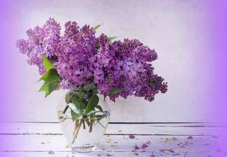 Fragrance in mauve - lilacs, flowers, fragrance, vase