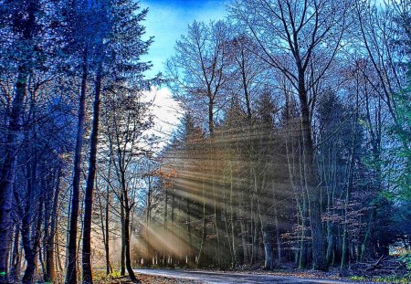 Rays - forest, rays, trees, blue, sunshine