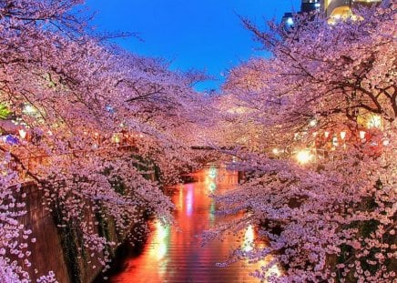 Blossoms in the light - reflections, water, trees, lights