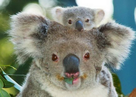 Koalas - koala, animal, Australia, joey, mother