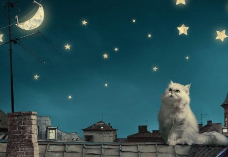 Keeping Stars - moon, blue, beautiful, night, stars, cat, fantasy, roof, cute, art, kitty