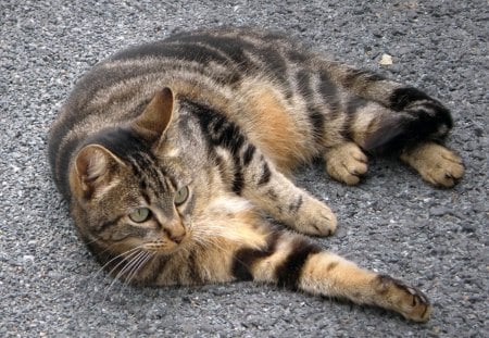 Cat - sleepy, cute, beautiful, cat, sleeping, kitty, cats, hat, cat face, paws, face, animals, pretty, beauty, sweet, kitten, lovely