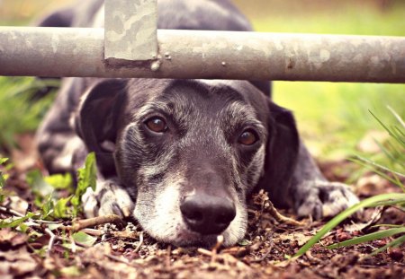 A bored dog - dog, bored, grass, animals