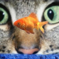 Cat watching a goldfish