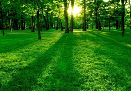 Green park - grass, tree, park, green