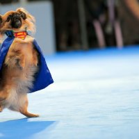 Pekingese-superman