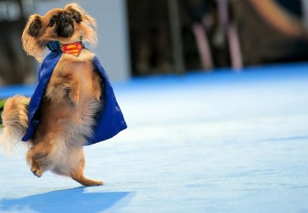 Pekingese-superman - pekingese, superman, dance, dogs