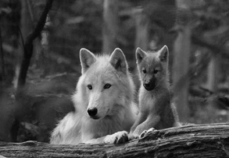 Mom And Pup - wolf, photography, animals, dogs, black and white, wolf pup