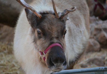 Reindeer at Disneyland - nature, reindeer, animal, disneyland, christmas