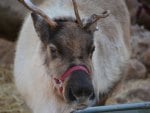 Reindeer at Disneyland