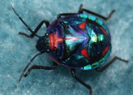 Pretty Little Beetle