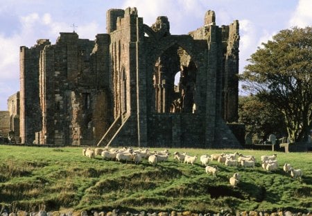 castle ruins in scotland that's a home for sheep - cemetery, sheep, cematary, grass, castle, ruins