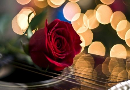 Strumming Bokeh - bokeh, red, flower, rose