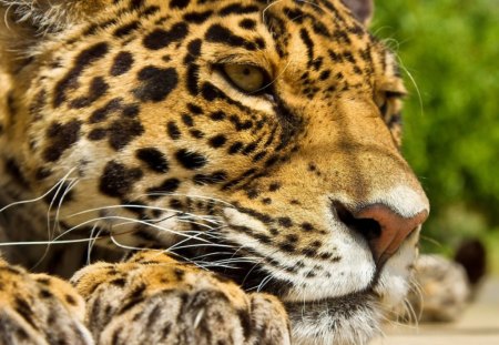 Jaguar - beautiful, lying, jaguar, forest, tiger, asleep