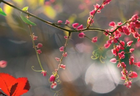 Flower twigs - twigs, flowers, glare, branches, autumn, pink, scarlet