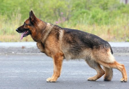 German shepherd - playful dog, cute, beautiful, puppy, german shepherd, dogs, dog face, face, animals, pretty, beauty, bubbles, sweet, playful, puppies, pay, lovely