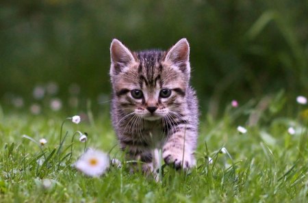 Cat - sleepy, cute, beautiful, cat, sleeping, kitty, cats, hat, cat face, paws, face, animals, pretty, beauty, sweet, kitten, lovely