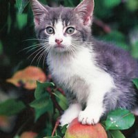 A gray and white tabby kitten up in a tree