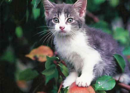 A gray and white tabby kitten up in a tree