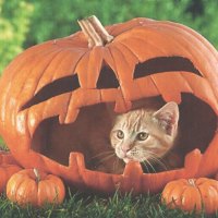 A red tabby cat in a pumpkin