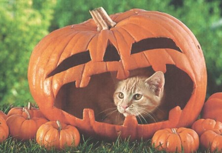 A red tabby cat in a pumpkin