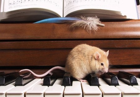 Mouse - piano, key, music, mouse, photo