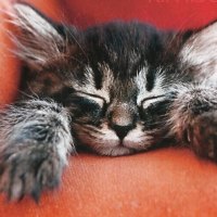 A tabby kitten sleeping