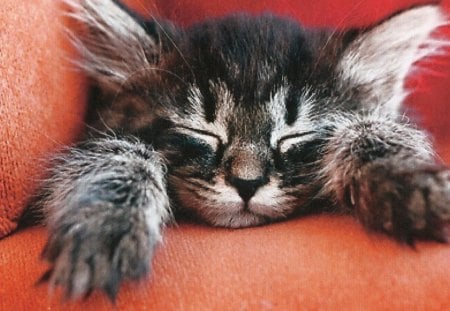 A tabby kitten sleeping