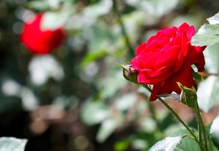 In a brightly day - bright, sunshine, lit up, roses, red, sunny, flowers