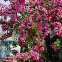 Apple tree blossom