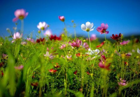 When Summer comes - flowers, cosmos, cones, beuty, flowery, shrubs, grass