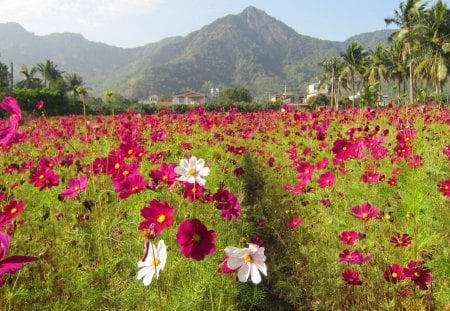 Cosmos flower field