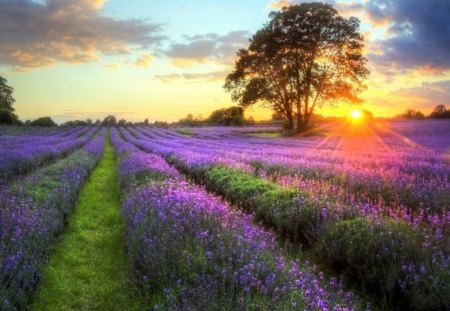 Sunset - clouds, trees, fields, grass, meadow, flowers, afternoon, grey, sunset, sky