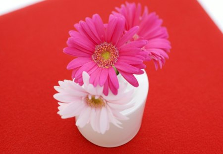 White and pink petals - style, white, red, flower, petals, pink