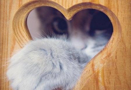 â™¥ - pretty, gently, cute, heart, gift, cat, sweet, paw