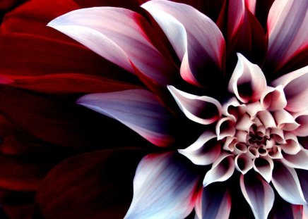 red white flower - white, flower, red, beautiful